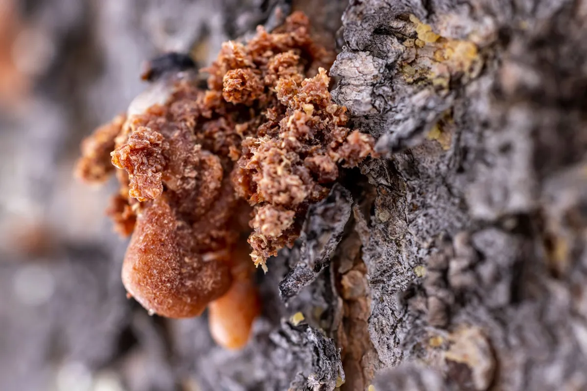 L'ambre : une résine fossile, ses inclusions et ses imitations