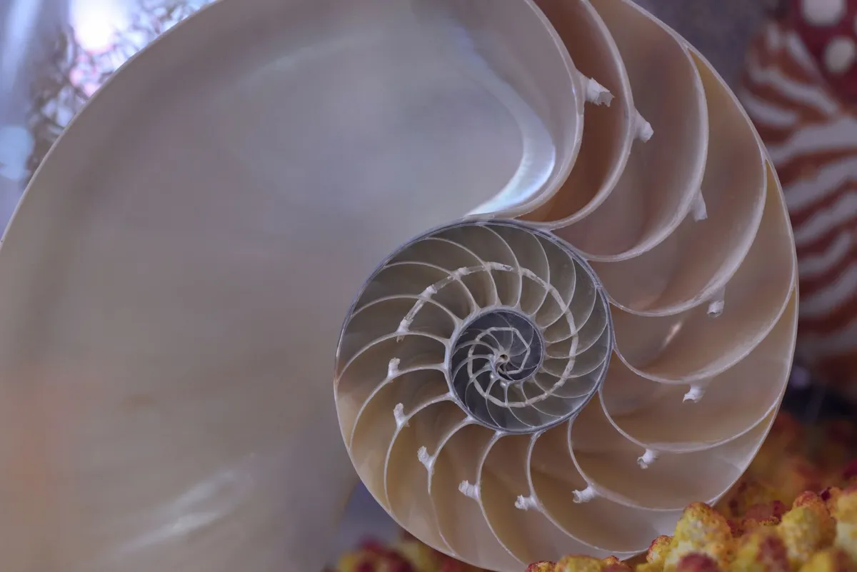 Les ammonites : comprendre et reconnaître ces fossiles spiralés