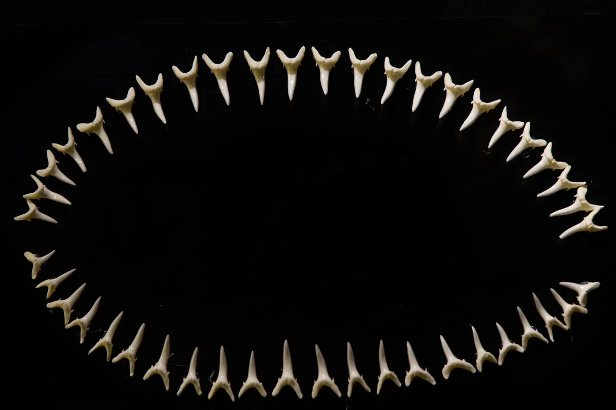Dents de requin fossiles : pourquoi on en trouve tant, et comment les choisir