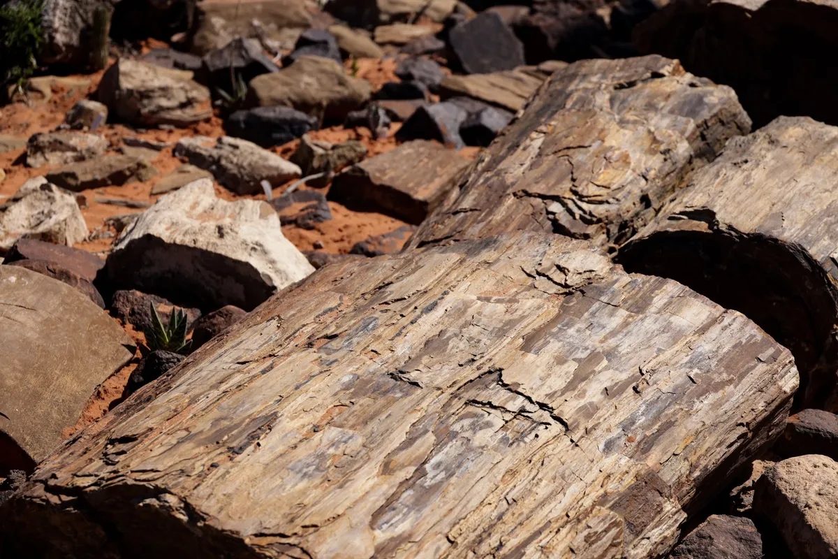 Nettoyer et préparer un fossile sans l'abîmer
