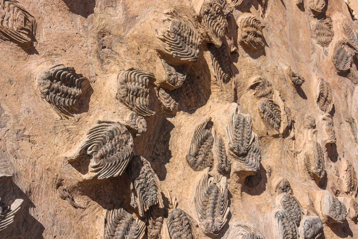 Les trilobites : anatomie, histoire et pièges des faux fossiles